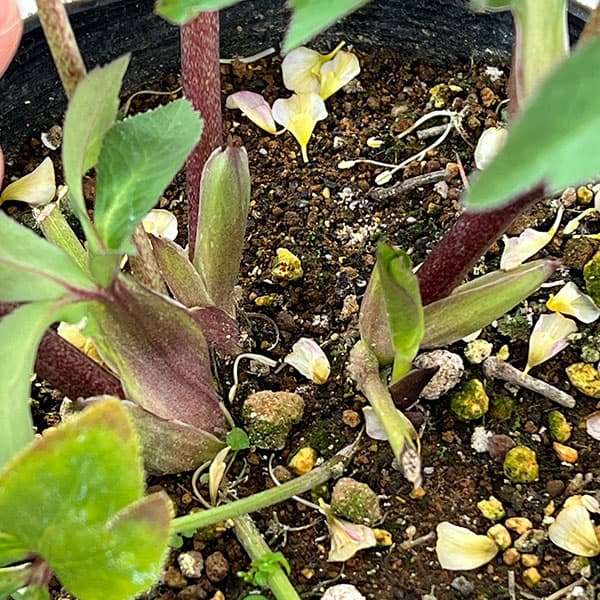 松村ナーセリーさんのクリスマスローズ：26-128セミダブル／5号ポット【現品販売】