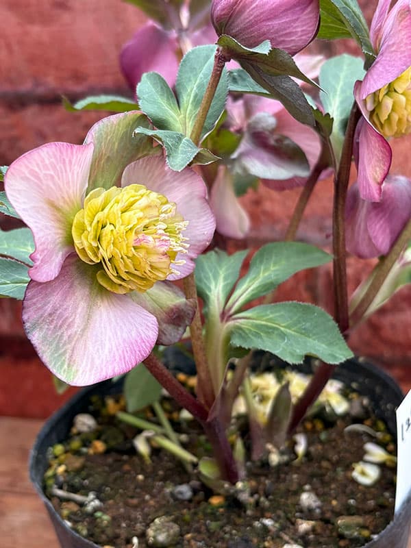 松村ナーセリーさんのクリスマスローズ：26-128セミダブル／5号ポット【現品販売】