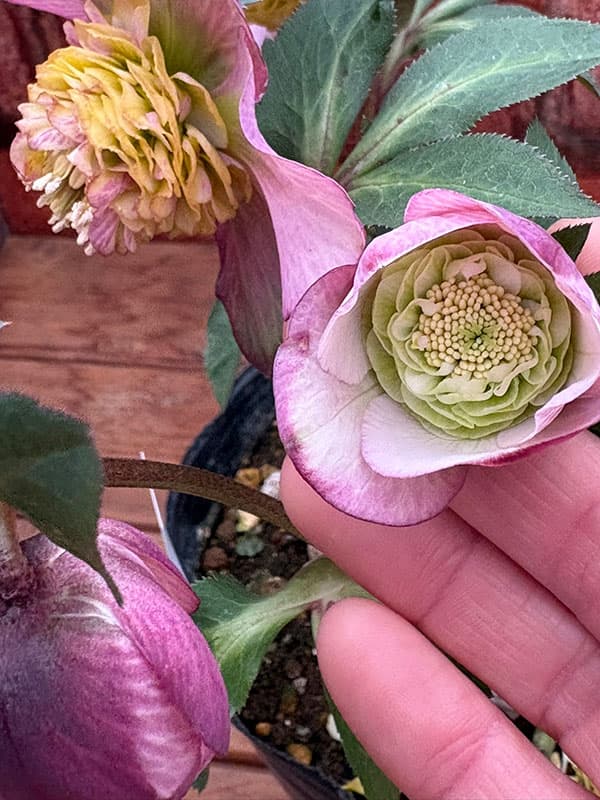 松村ナーセリーさんのクリスマスローズ：26-128セミダブル／5号ポット【現品販売】