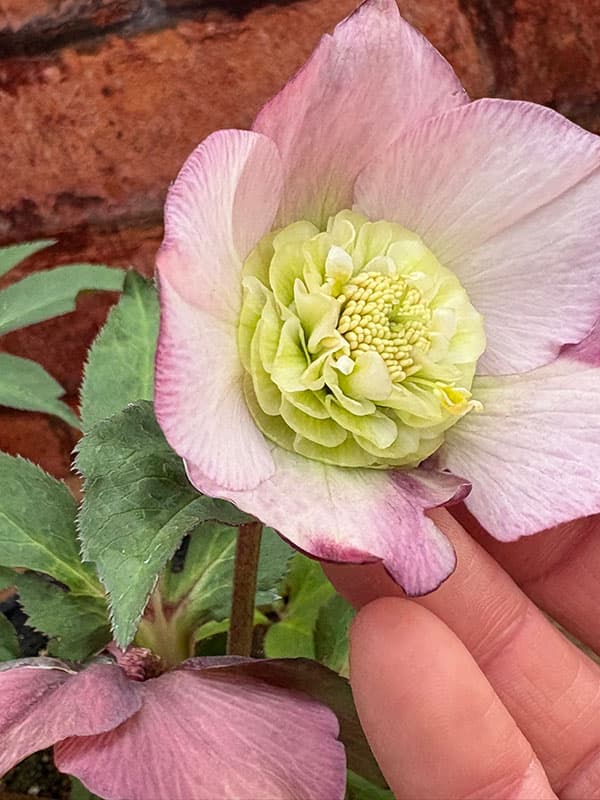 松村ナーセリーさんのクリスマスローズ：26-128セミダブル／5号ポット【現品販売】