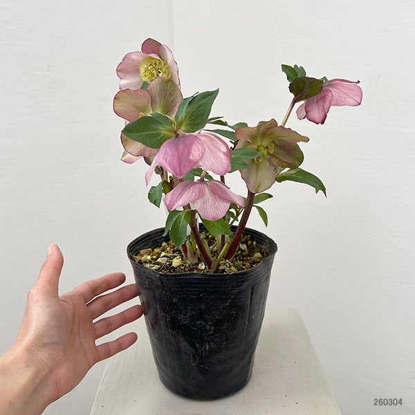 松村ナーセリーさんのクリスマスローズ：26-128セミダブル／5号ポット【現品販売】