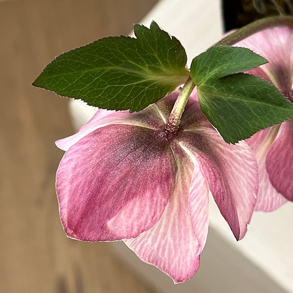 松村ナーセリーさんのクリスマスローズ：26-128セミダブル／5号ポット【現品販売】