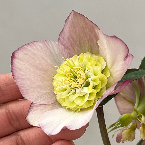 松村ナーセリーさんのクリスマスローズ：26-128セミダブル／5号ポット【現品販売】