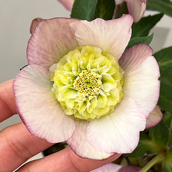 松村ナーセリーさんのクリスマスローズ：26-128セミダブル／5号ポット【現品販売】