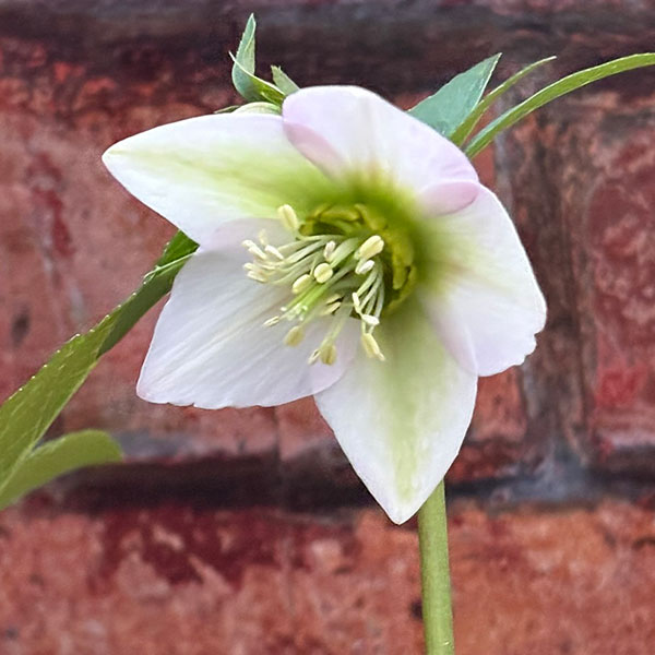 松村ナーセリーさんのクリスマスローズ：26-129シングル　のち紅らず／5号ポット【現品販売】