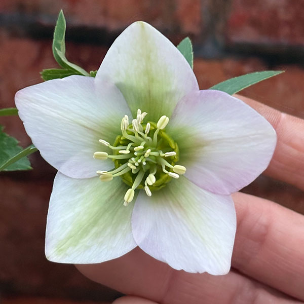 松村ナーセリーさんのクリスマスローズ：26-129シングル　のち紅らず／5号ポット【現品販売】