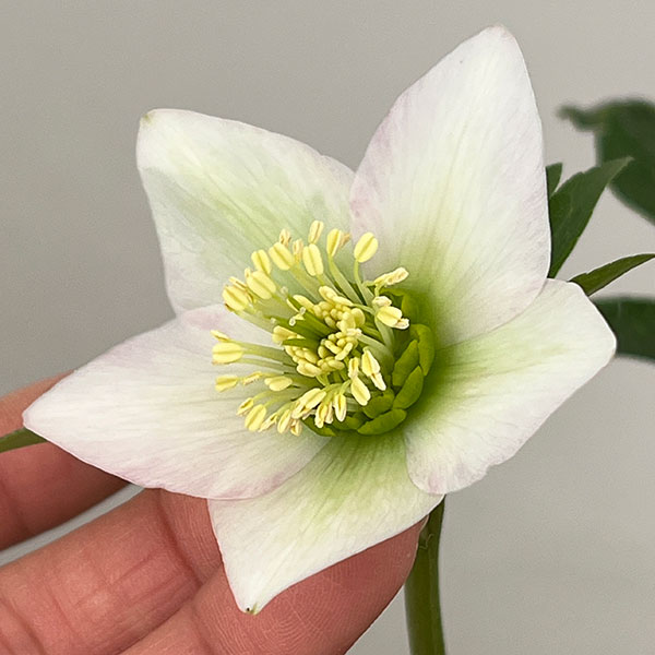 松村ナーセリーさんのクリスマスローズ：26-129シングル　のち紅らず／5号ポット【現品販売】