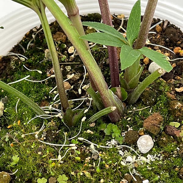 松村ナーセリーさんのクリスマスローズ：26-129シングル　のち紅らず／5号ポット【現品販売】