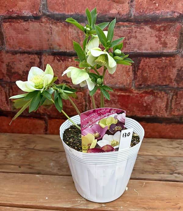 松村ナーセリーさんのクリスマスローズ：26-130シングル　のち紅らず／5号ポット【現品販売】