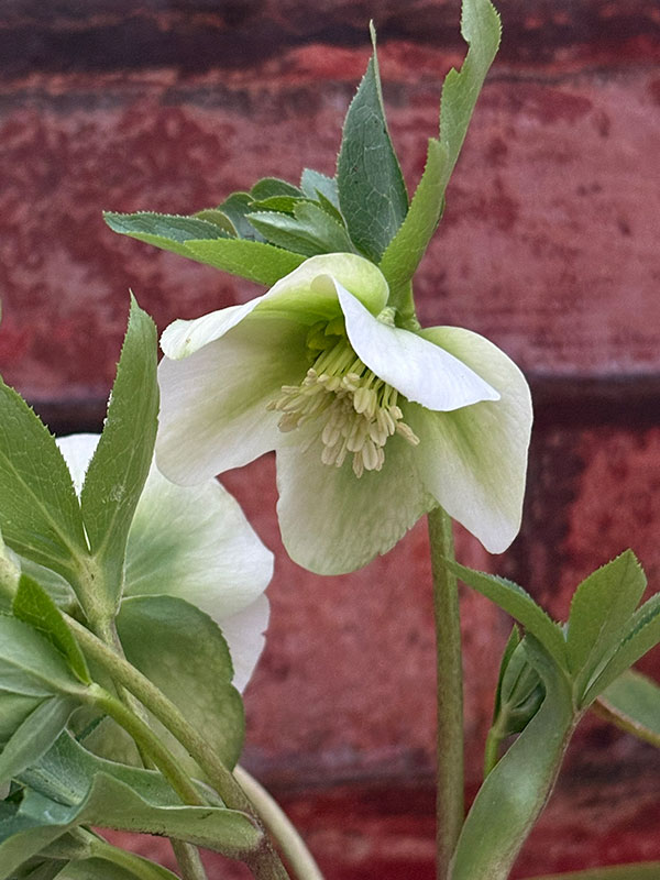 松村ナーセリーさんのクリスマスローズ：26-130シングル　のち紅らず／5号ポット【現品販売】