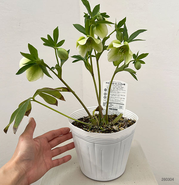 松村ナーセリーさんのクリスマスローズ：26-130シングル　のち紅らず／5号ポット【現品販売】