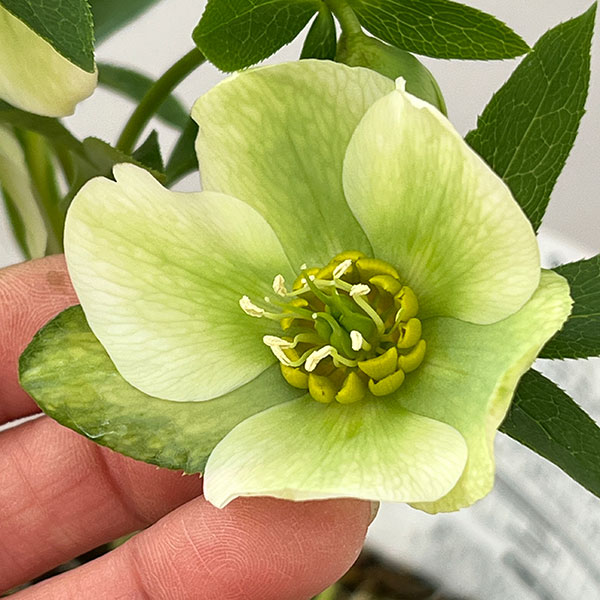 松村ナーセリーさんのクリスマスローズ：26-130シングル　のち紅らず／5号ポット【現品販売】