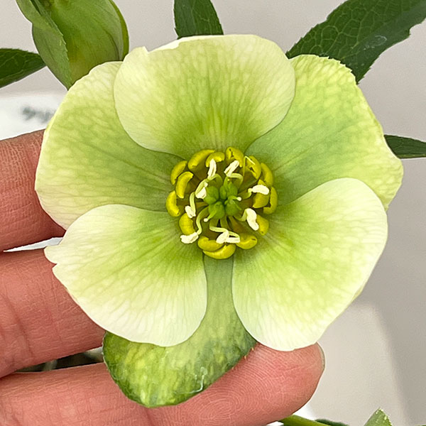 松村ナーセリーさんのクリスマスローズ：26-130シングル　のち紅らず／5号ポット【現品販売】