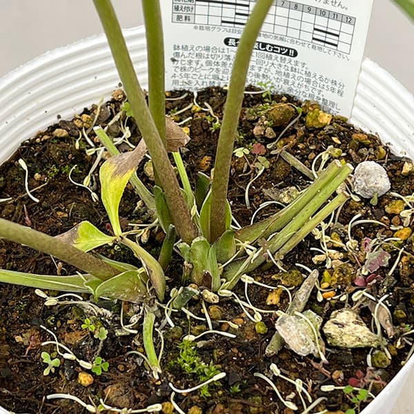 松村ナーセリーさんのクリスマスローズ：26-130シングル　のち紅らず／5号ポット【現品販売】