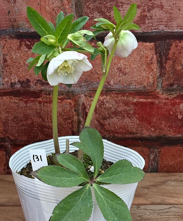 松村ナーセリーさんのクリスマスローズ：26-131セミダブル　のち紅らず／5号ポット【現品販売】