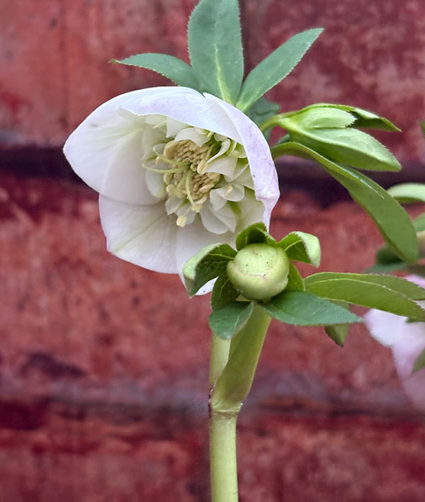 松村ナーセリーさんのクリスマスローズ：26-131セミダブル　のち紅らず／5号ポット【現品販売】