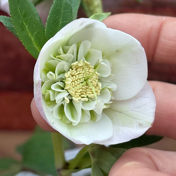 松村ナーセリーさんのクリスマスローズ：26-131セミダブル　のち紅らず／5号ポット【現品販売】