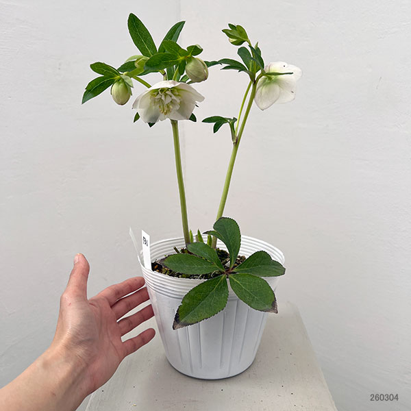 松村ナーセリーさんのクリスマスローズ：26-131セミダブル　のち紅らず／5号ポット【現品販売】