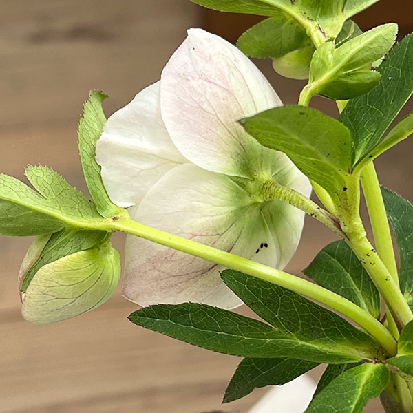 松村ナーセリーさんのクリスマスローズ：26-131セミダブル　のち紅らず／5号ポット【現品販売】