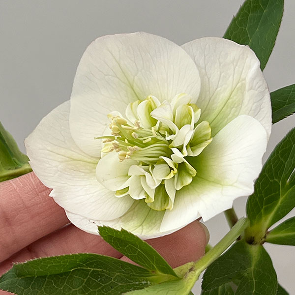 松村ナーセリーさんのクリスマスローズ：26-131セミダブル　のち紅らず／5号ポット【現品販売】