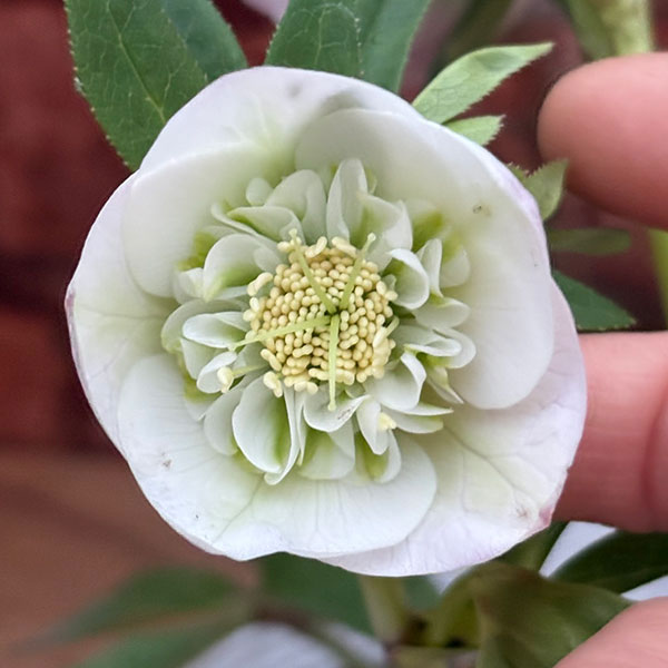 松村ナーセリーさんのクリスマスローズ：26-131セミダブル　のち紅らず／5号ポット【現品販売】