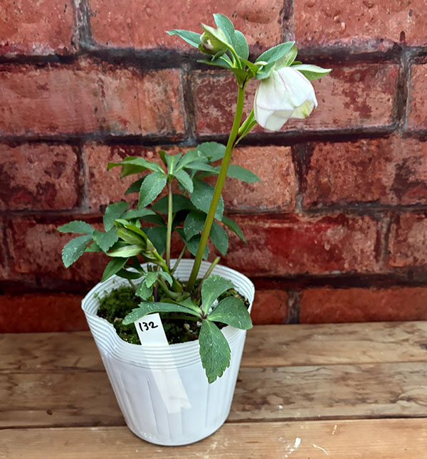 松村ナーセリーさんのクリスマスローズ：26-132セミダブル　のち紅らず／5号ポット【現品販売】