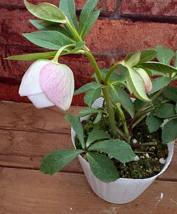 松村ナーセリーさんのクリスマスローズ：26-132セミダブル　のち紅らず／5号ポット【現品販売】