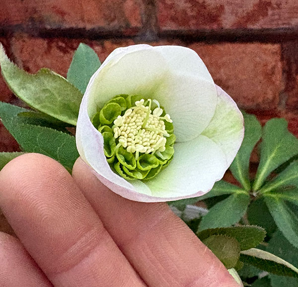 松村ナーセリーさんのクリスマスローズ：26-132セミダブル　のち紅らず／5号ポット【現品販売】