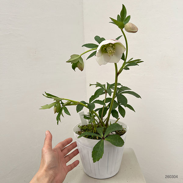 松村ナーセリーさんのクリスマスローズ：26-132セミダブル　のち紅らず／5号ポット【現品販売】