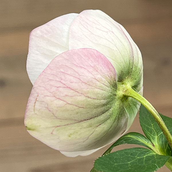 松村ナーセリーさんのクリスマスローズ：26-132セミダブル　のち紅らず／5号ポット【現品販売】