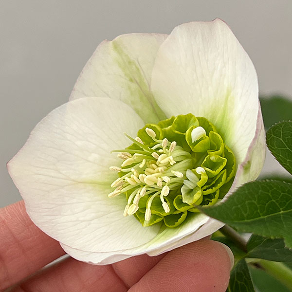 松村ナーセリーさんのクリスマスローズ：26-132セミダブル　のち紅らず／5号ポット【現品販売】