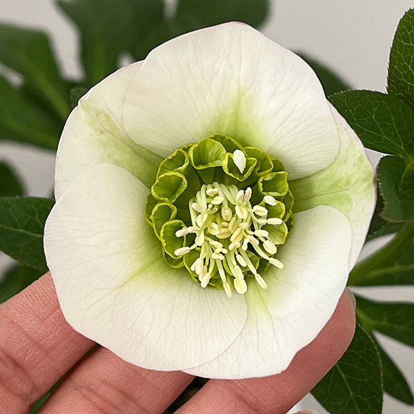 松村ナーセリーさんのクリスマスローズ：26-132セミダブル　のち紅らず／5号ポット【現品販売】