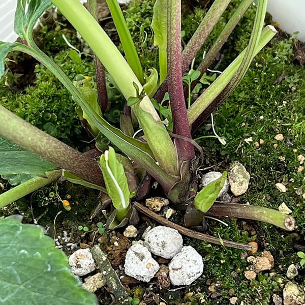 松村ナーセリーさんのクリスマスローズ：26-132セミダブル　のち紅らず／5号ポット【現品販売】