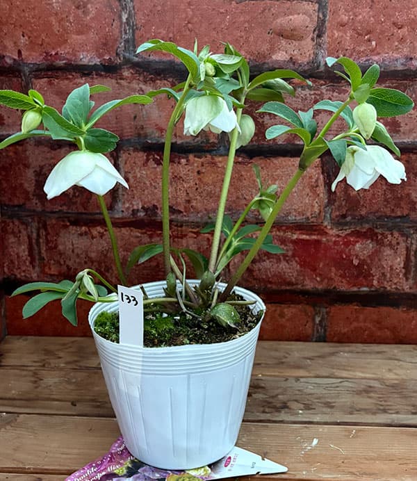 松村ナーセリーさんのクリスマスローズ：26-133セミダブル　のち紅らず／5号ポット【現品販売】