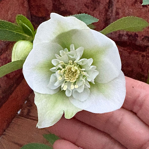 松村ナーセリーさんのクリスマスローズ：26-133セミダブル　のち紅らず／5号ポット【現品販売】