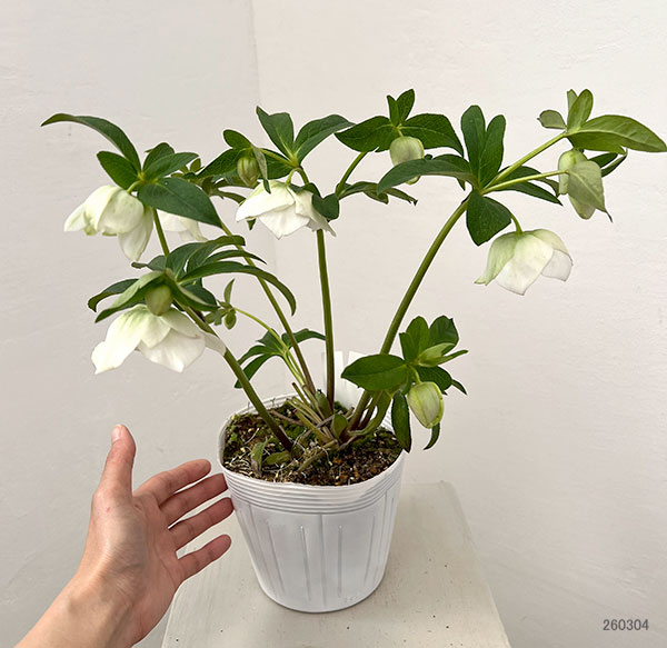 松村ナーセリーさんのクリスマスローズ：26-133セミダブル　のち紅らず／5号ポット【現品販売】