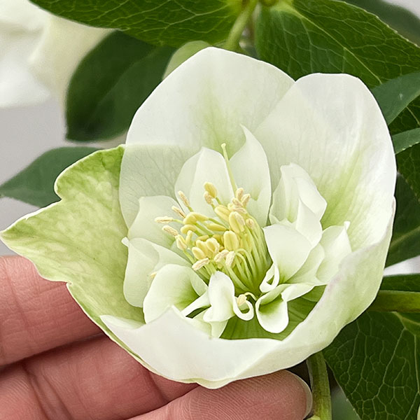 松村ナーセリーさんのクリスマスローズ：26-133セミダブル　のち紅らず／5号ポット【現品販売】