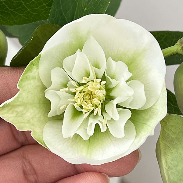 松村ナーセリーさんのクリスマスローズ：26-133セミダブル　のち紅らず／5号ポット【現品販売】