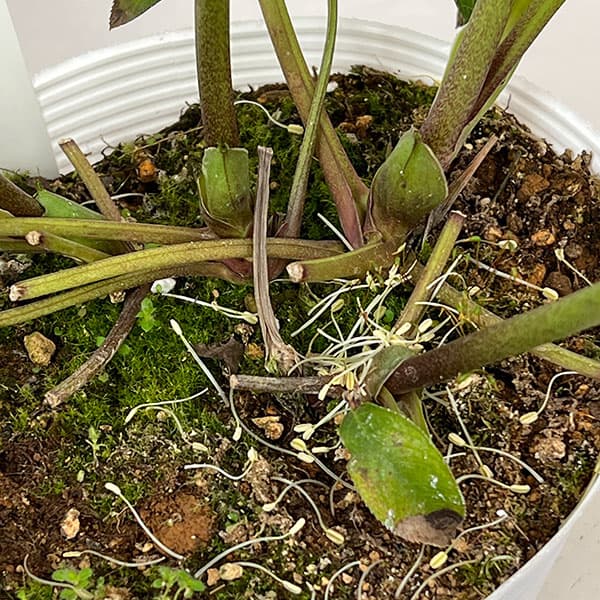 松村ナーセリーさんのクリスマスローズ：26-133セミダブル　のち紅らず／5号ポット【現品販売】