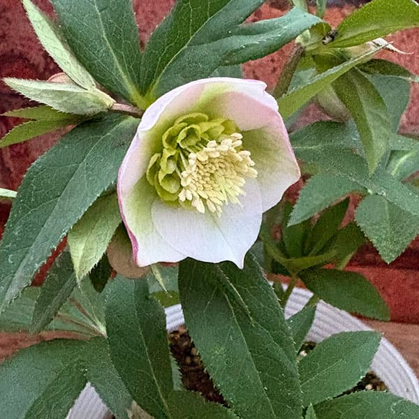 松村ナーセリーさんのクリスマスローズ：26-134セミダブル　のち紅らず／5号ポット【現品販売】