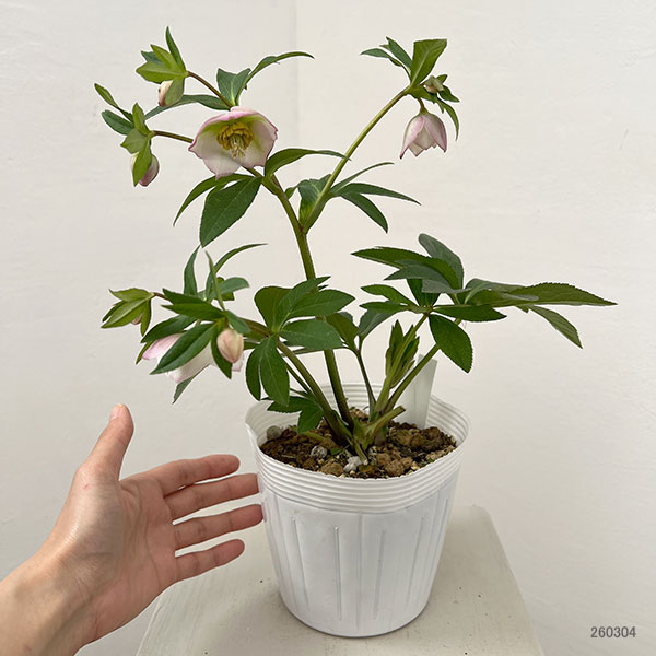 松村ナーセリーさんのクリスマスローズ：26-134セミダブル　のち紅らず／5号ポット【現品販売】