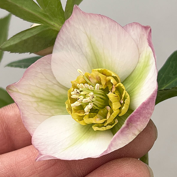 松村ナーセリーさんのクリスマスローズ：26-134セミダブル　のち紅らず／5号ポット【現品販売】