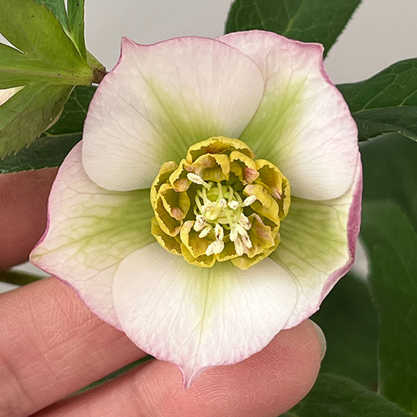 松村ナーセリーさんのクリスマスローズ：26-134セミダブル　のち紅らず／5号ポット【現品販売】