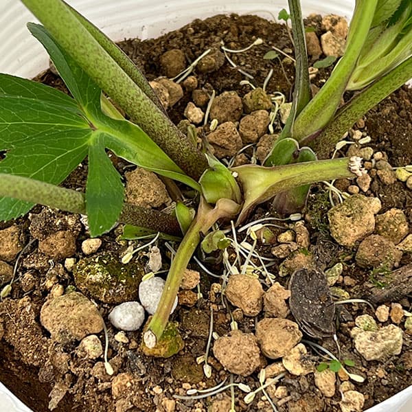 松村ナーセリーさんのクリスマスローズ：26-134セミダブル　のち紅らず／5号ポット【現品販売】