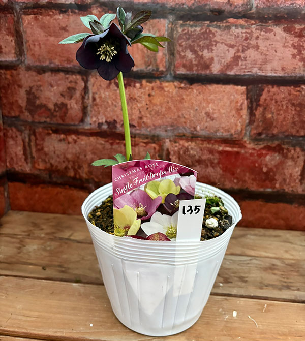 松村ナーセリーさんのクリスマスローズ：26-135シングル　ブラック／5号ポット【現品販売】