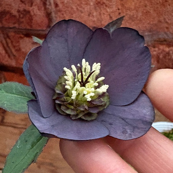 松村ナーセリーさんのクリスマスローズ：26-135シングル　ブラック／5号ポット【現品販売】