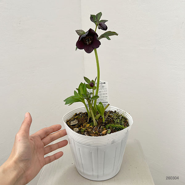 松村ナーセリーさんのクリスマスローズ：26-135シングル　ブラック／5号ポット【現品販売】