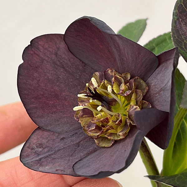 松村ナーセリーさんのクリスマスローズ：26-135シングル　ブラック／5号ポット【現品販売】