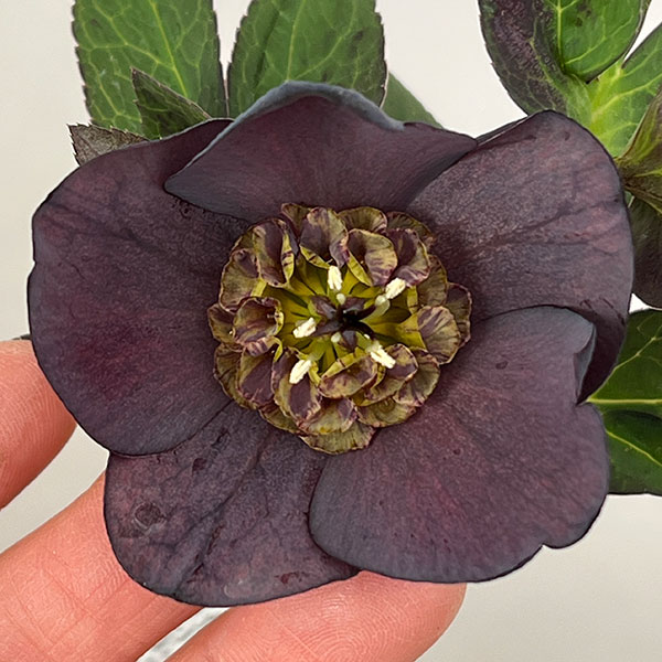 松村ナーセリーさんのクリスマスローズ：26-135シングル　ブラック／5号ポット【現品販売】