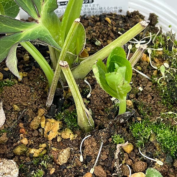 松村ナーセリーさんのクリスマスローズ：26-135シングル　ブラック／5号ポット【現品販売】